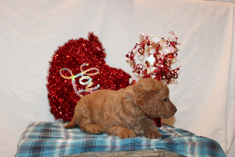 puppy, for, sale, Mini Goldendoodle F2, Matthew B. Stoltzfus, dog, breeder, Gap, PA, dog-breeder, puppy-for-sale, forsale, nearby, find, puppyfind, locator, puppylocator, aca
